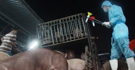 Kinh hoàng tồn dư chất cấm trong thịt heo 4.700 lần mức cho phép